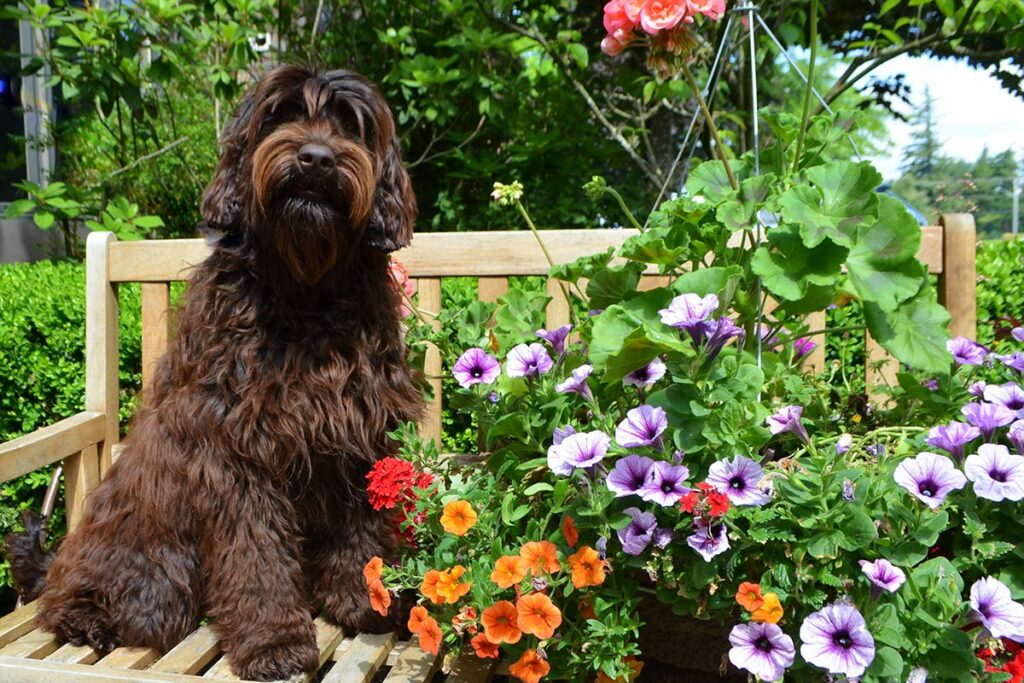 Labradoodle with flowers
