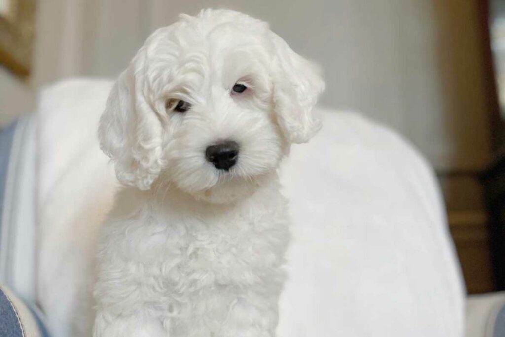 White Labradoodle