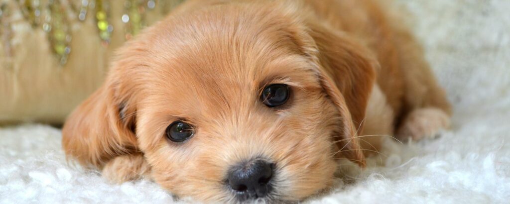 Labradoodle Puppy